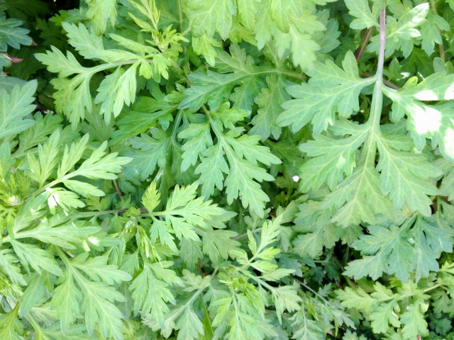 アルテミシニンの副作用