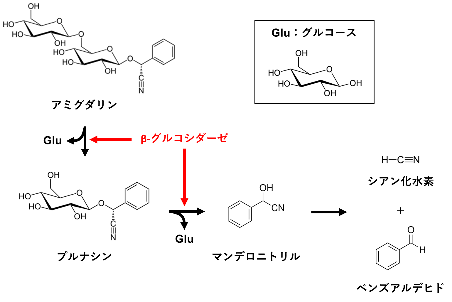 アミグダリンの抗癌作用について解説!摂取方法と注意点も紹介